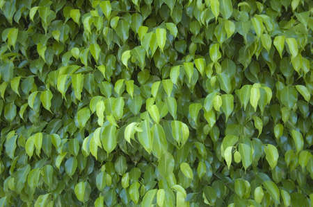 A wall of green leaves creates a an interesting natural background.