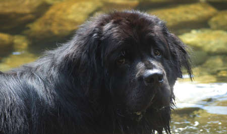 A newfoundland dog walks in the river.の写真素材