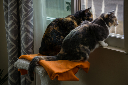Two calico cats watching out the windowの写真素材