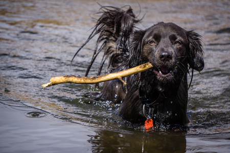 Black dog playing fetch with a stick in a stream.の写真素材