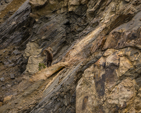 A male bighorn sheep, in Idaho Springs, Colorado.の写真素材