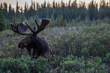 Brainard Lake Recreation Area, Ward, Colorado.の写真素材
