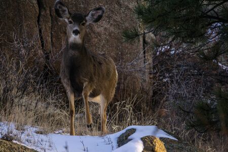 Female mule deer in Evergreen, Coloradoの写真素材