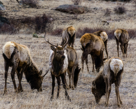 Elk grazing in Rocky Mountain National Park, Estes Park, Colorado.の写真素材