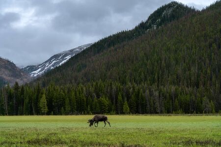 Big Meadows, in the backcountry near Grand Lake, Coloradoの写真素材