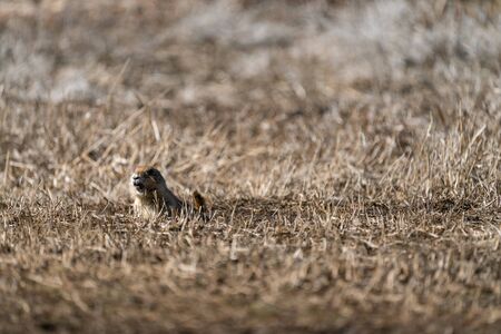 A prairie dog on alert, in a park near Denver, Colorado.の写真素材