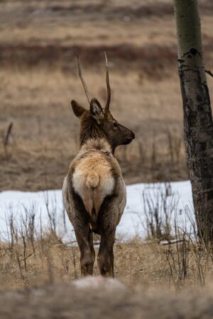 Rocky Mountain National Park - Estes Park, Coloradoの写真素材