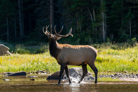 A bull elk at Mills Lake, in Rocky Mountain National Park.  Estes Park, Colorado.の写真素材