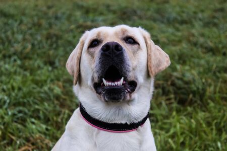 Adorable Golden Retriever on green grass, outdoorsの写真素材
