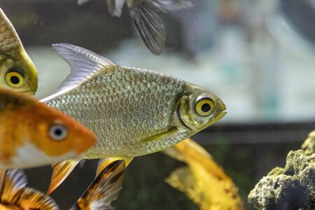 aquarium colourfull fishes in dark deep blue water