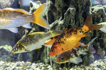 aquarium colourfull fishes in dark deep blue water