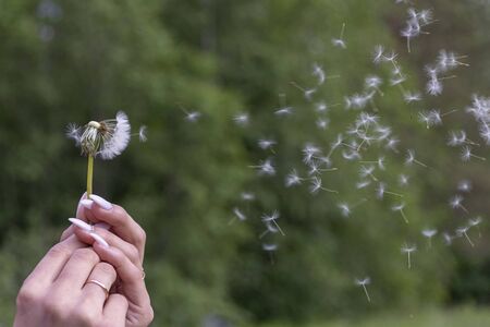 Happy beautiful woman blowing dandelion over sky background, having fun and playing outdoor, teen girl enjoying nature, summer vacation and holidays, young pretty female holding flower, wish conceptの写真素材
