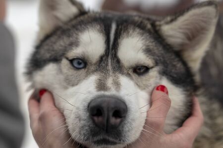 Beautiful husky dog looking up, multi colored eyes husky. Close upの写真素材