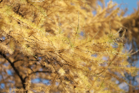 Close-up of autumnal larch branches, yellow needles, against a blue sky backgroundの写真素材