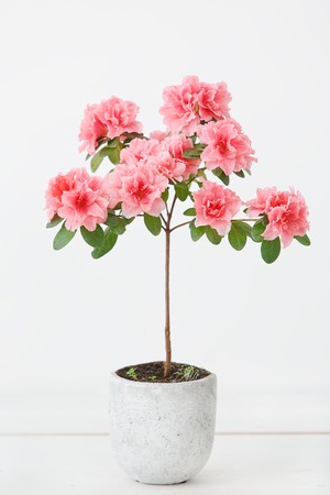 Pink azalea flower in a concrete pot on a white backgroundの写真素材
