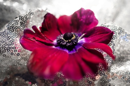 Three purple lilac blue flowers lie on a blue shiny silk wavy fabric. Folded fabric, background, wrinkles and waves.の写真素材