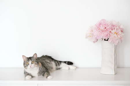 Angle of white and gray walls in room. White vase with pink flowers blooming peonies.The walls are painted two colors. Simple minimalist interior. Place for text. Gray tabby cat liesの写真素材