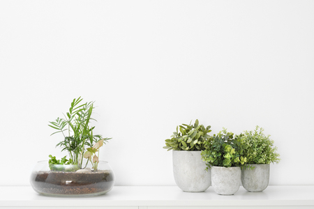 Several different green plants in a glass and concrete pots on a white background. A small home garden.の写真素材