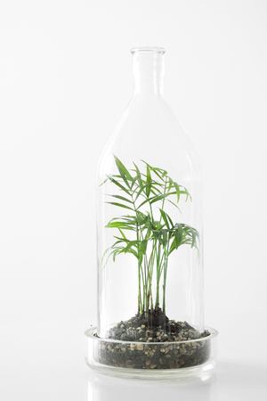 Green plants in pots protected by a glass dome bottle on a white table background. Environment protection, small home garden.の写真素材