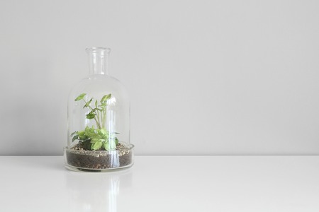 Green plants in pots protected by a glass dome bottle on a white table background. Environment protection, small home garden.の写真素材