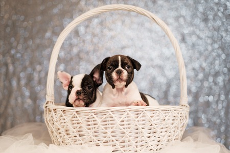 Two French bulldog puppies are sitting in a basket on an abstract fuzzy background.の写真素材