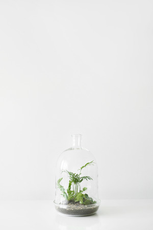 Green plants in pots protected by a glass dome bottle on a white table background. Environment protection, small home garden.の写真素材