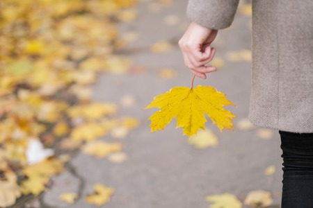 Outdoor yellow, red and green autumn leaves in the hands of a girl. Brown coat and blue cap.の写真素材
