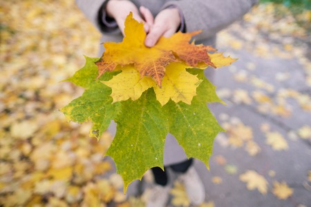 Outdoor yellow, red and green autumn leaves in the hands of a girl. Brown coat and blue cap.