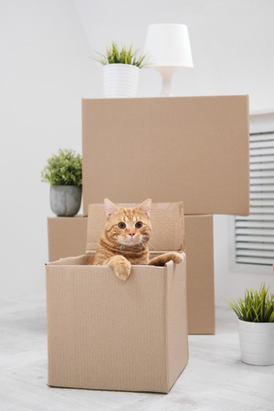 Red big cat sitting in a cardboard box on the background of the white room. The concept of moving to a new home.の写真素材