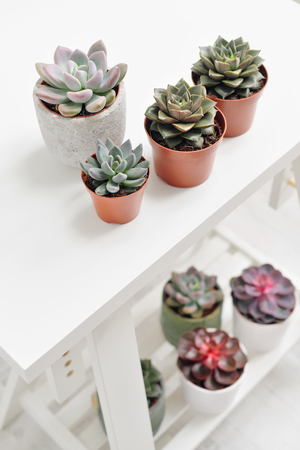 Green plants in cement concrete and white pots, colored succulents, stand on a white table and shelf. The concept of the florist and flower shop and interior decor.の写真素材