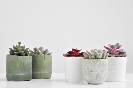 Green plants, succulents, in cement concrete pots stand in a row on a white background. The concept of a flower shop, gifts for women and the protection of nature, close-up.の写真素材