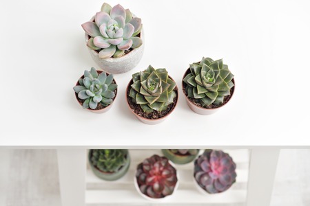 Green plants in cement concrete and white pots, colored succulents, stand on a white table and shelf. The concept of the florist and flower shop and interior decor.の写真素材