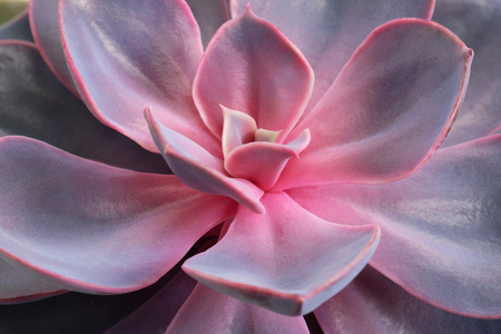 Closeup of a red and lilac succulent flower. Leaves and petals. The concept of a flower shop, gifts for women.の写真素材