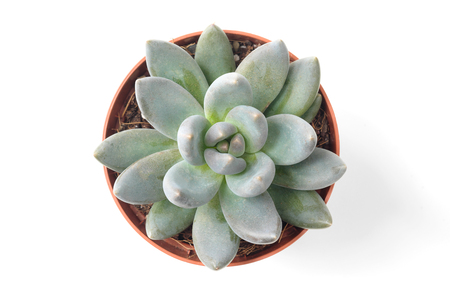 Closeup of a green potted plant succulent flower. Leaves and petals. The concept of a flower shop, the beauty of nature.の写真素材