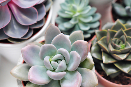 Green plants in cement concrete and white pots, colored succulents, stand on a white table and shelf. The concept of the florist and flower shop and interior decor.の写真素材