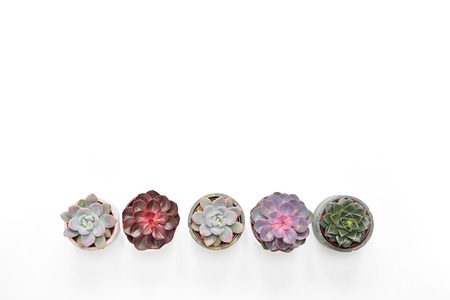 Green plants, different colors succulents, in cement concrete pots stand in a row on a white...
