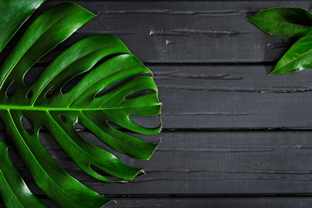 Tropical green leaves of Monstera, on a black wooden background, flat lei, top view copy space.の写真素材