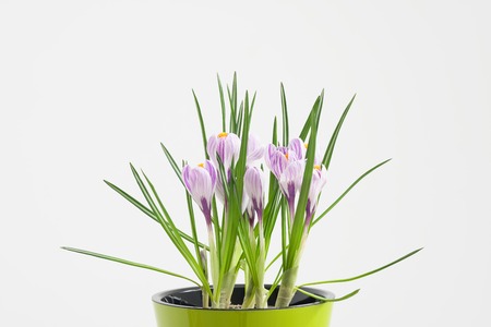 A flowering potted crocus plant in a green pot on a white background. Close-up, front view.の写真素材