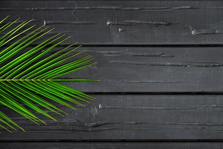 Tropical green leaves of Monstera, on a black wooden background, flat lei, top view copy space.
