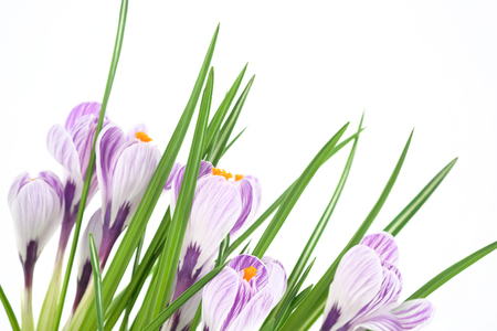 A blooming pot plant crocus, purple flowers, petals and green leaves. Close-up, front view.の写真素材