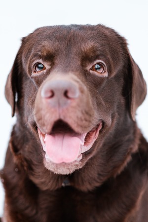 Close-up of a brown Labrador Retriever on a white background of winter and snow. Dog walking on in...