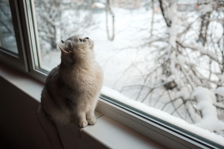 An ashy funny British cat sits on the windowsill. Outside the window, snow and winter. Pet.の写真素材