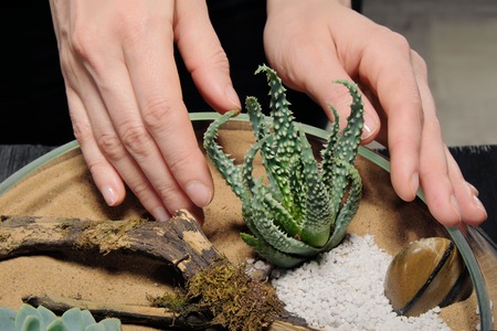 Two women's hands are caring for a small garden with tropical plants, succulents and sand in a glass pot. Gardener's tools. Concept of protecting nature and the environment on a black background.の写真素材