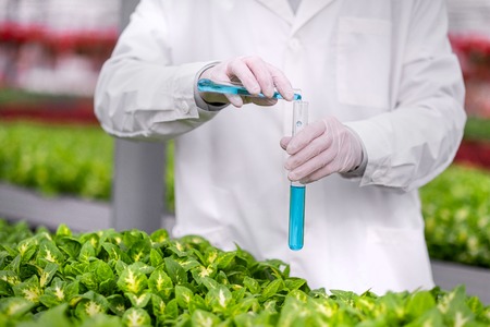 Hands of a scientist in a white coat close up pouring blue liquid into glass test tubes, against the background of green plants. The concept of biological research.の写真素材