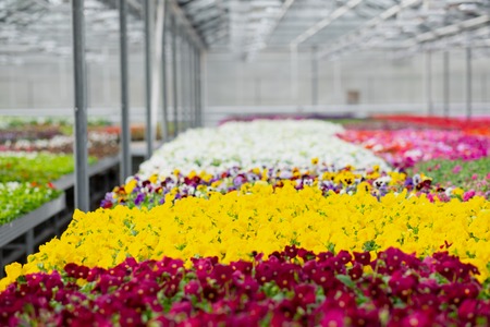 Large light greenhouse with a lot of seedlings and flowers. Red, yellow and green plants. Flower plantation concept.の写真素材