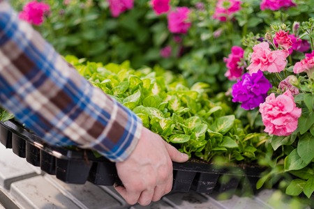 Many green plants in boxing on a tray. A man in a plaid shirt holds seedlings in his hands, closeup.の写真素材