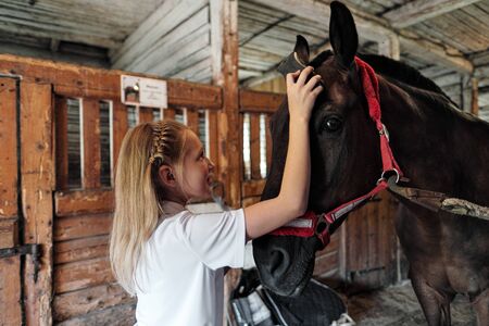 A teenage girl rider washes and brushes a horse in stable. Take care of the horses.の写真素材
