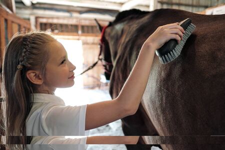 A teenage girl rider washes and brushes a horse in stable. Take care of the horses.の写真素材