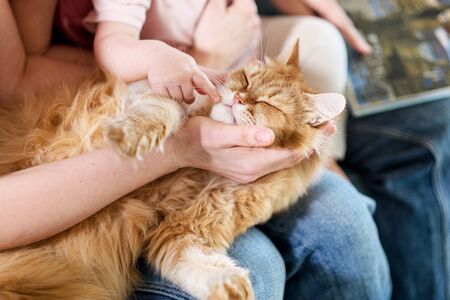 The domestic red cat is in the hands of the owners. Children play with pets.の写真素材