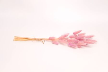Pink plant spikes. Dry flowers in a bouquet on a white background.の写真素材